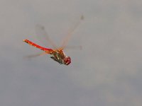 maudoc.com • Cardinale venerosse - Sympetrum fonscolombii •  IMG_1900.jpg