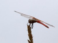 maudoc.com • Cardinale venerosse - Sympetrum fonscolombii •  IMG_2060.jpg : Libellula