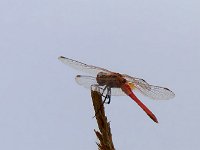 maudoc.com • Cardinale venerosse - Sympetrum fonscolombii •  IMG_2066.jpg : Libellula