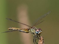 maudoc.com • Cardinale venerosse - Sympetrum fonscolombii •  IMG_7076.jpg : Libellula