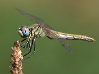 maudoc.com • Cardinale venerosse - Sympetrum fonscolombii •  IMG_7095.jpg : Libellula