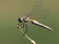 maudoc.com • Cardinale venerosse - Sympetrum fonscolombii •  IMG_7111.jpg : Libellula