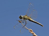 maudoc.com • Cardinale venerosse - Sympetrum fonscolombii •  IMG_7121.jpg : Libellula