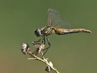 maudoc.com • Cardinale venerosse - Sympetrum fonscolombii •  IMG_7125.jpg : Libellula