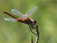 maudoc.com • Cardinale venerosse - Sympetrum fonscolombii •  IMG_7147.jpg : Libellula