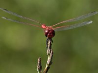 maudoc.com • Cardinale venerosse - Sympetrum fonscolombii •  IMG_7148.jpg : Libellula