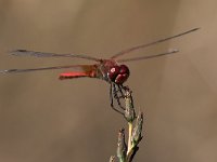 maudoc.com • Cardinale venerosse - Sympetrum fonscolombii •  IMG_7157.jpg : Libellula