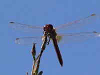 maudoc.com • Cardinale venerosse - Sympetrum fonscolombii •  IMG_7162.jpg : Libellula