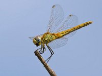 maudoc.com • Cardinale venerosse - Sympetrum fonscolombii •  IMG_7291.jpg : Libellula