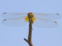 maudoc.com • Cardinale venerosse - Sympetrum fonscolombii •  IMG_7298.jpg : Libellula