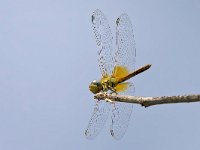 maudoc.com • Cardinale venerosse - Sympetrum fonscolombii •  IMG_7307.jpg : Libellula