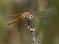 maudoc.com • Cardinale venerosse - Sympetrum fonscolombii •  IMG_7312.jpg : Libellula