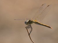 maudoc.com • Cardinale venerosse - Sympetrum fonscolombii •  IMG_7313.jpg : Libellula