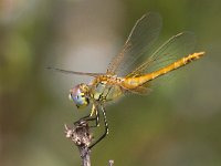 maudoc.com • Cardinale venerosse - Sympetrum fonscolombii •  IMG_7314.jpg : Libellula