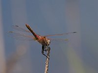 maudoc.com • Cardinale venerosse - Sympetrum fonscolombii •  IMG_7329.jpg : Libellula