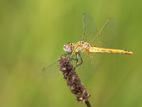 maudoc.com • Cardinale venerosse - Sympetrum fonscolombii •  IMG_8666.jpg : Libellula