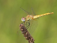 maudoc.com • Cardinale venerosse - Sympetrum fonscolombii •  IMG_8674.jpg : Libellula