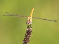 maudoc.com • Cardinale venerosse - Sympetrum fonscolombii •  IMG_8682.jpg : Libellula