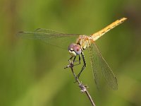 maudoc.com • Cardinale venerosse - Sympetrum fonscolombii •  IMG_8686.jpg : Libellula