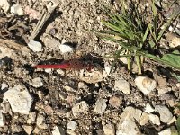 maudoc.com • Cardinale venerosse - Sympetrum fonscolombii •  LQYJ8394.jpg : Libellula