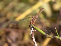 Cardinale meridionale - Sympetrum meridionale