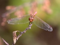 maudoc.com • Cardinale meridionale - Sympetrum meridionale •  IMG_3708.jpg