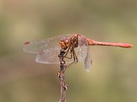 maudoc.com • Cardinale meridionale - Sympetrum meridionale •  IMG_3710.jpg