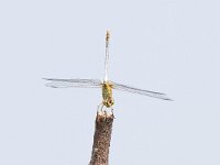 maudoc.com • Cardinale meridionale - Sympetrum meridionale •  Sympetrum meridionale hortobagy01.jpg : Libellula