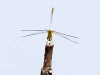 maudoc.com • Cardinale meridionale - Sympetrum meridionale •  Sympetrum meridionale hortobagy02.jpg : Libellula