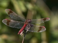 maudoc.com • Cardinale alifasciate - Sympetrum pedemontanum •  IMG_2523.jpg : Libellula