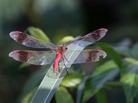 maudoc.com • Cardinale alifasciate - Sympetrum pedemontanum •  IMG_2742.jpg : Libellula