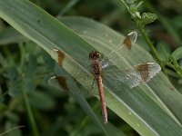 maudoc.com • Cardinale alifasciate - Sympetrum pedemontanum •  IMG_2854.jpg : Libellula