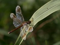 maudoc.com • Cardinale alifasciate - Sympetrum pedemontanum •  IMG_2898.jpg : Libellula