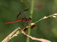 maudoc.com • Cardinale alifasciate - Sympetrum pedemontanum •  IMG_3026.jpg : Libellula