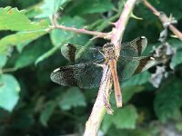 maudoc.com • Cardinale alifasciate - Sympetrum pedemontanum •  IMG_5760.jpg : Libellula