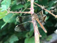 maudoc.com • Cardinale alifasciate - Sympetrum pedemontanum •  IMG_5761.jpg : Libellula