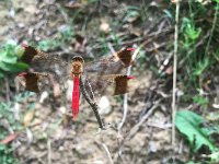 Cardinale alifasciate - Sympetrum pedemontanum