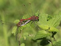 maudoc.com • Cardinale striato - Sympetrum striolatum •  IMG 0416 1.jpg : Libellula