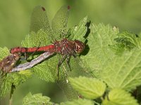 maudoc.com • Cardinale striato - Sympetrum striolatum •  IMG_0428a.jpg : Libellula