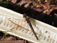 maudoc.com • Cardinale striato - Sympetrum striolatum •  IMG_0437.jpg : Libellula