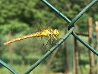 maudoc.com • Cardinale striato - Sympetrum striolatum •  IMG_1588.jpg : Libellula