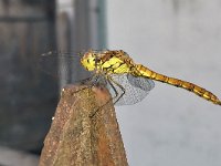 maudoc.com • Cardinale striato - Sympetrum striolatum •  IMG_3121.jpg : Libellula