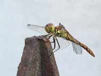 maudoc.com • Cardinale striato - Sympetrum striolatum •  IMG_3122.jpg : Libellula