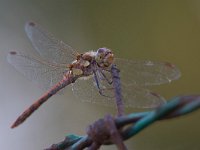 Cardinale striato - Sympetrum striolatum