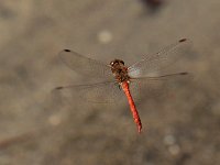 maudoc.com • Cardinale striato - Sympetrum striolatum •  IMG_3724.jpg : Libellula