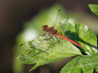 maudoc.com • Cardinale striato - Sympetrum striolatum •  IMG_3745.jpg : Libellula