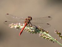 maudoc.com • Cardinale striato - Sympetrum striolatum •  IMG_3752.jpg : Libellula