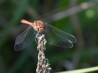 maudoc.com • Cardinale striato - Sympetrum striolatum •  IMG_3777.jpg : Libellula