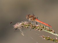 maudoc.com • Cardinale striato - Sympetrum striolatum •  IMG_3791.jpg : Libellula