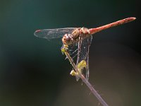 maudoc.com • Cardinale striato - Sympetrum striolatum •  IMG_3827.jpg : Libellula